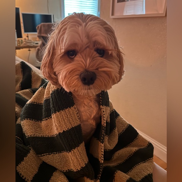 Other - Live Show Notification